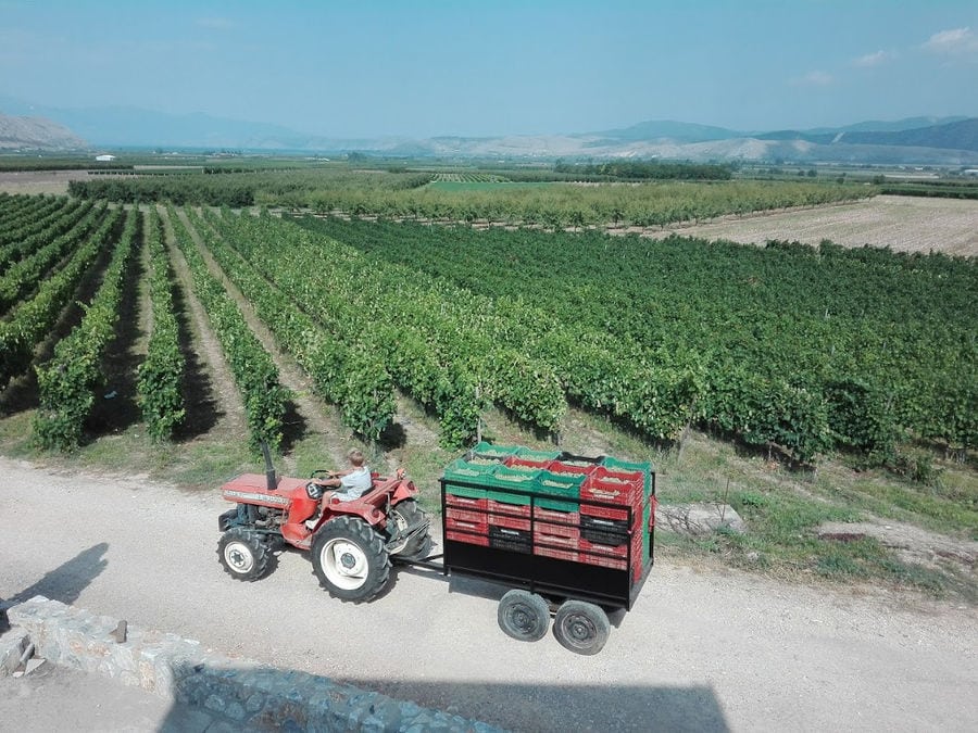 man carrying crates of grapes with red tractor on the dirt road front the rows of vines at 'Domaine Karanika' vineyards